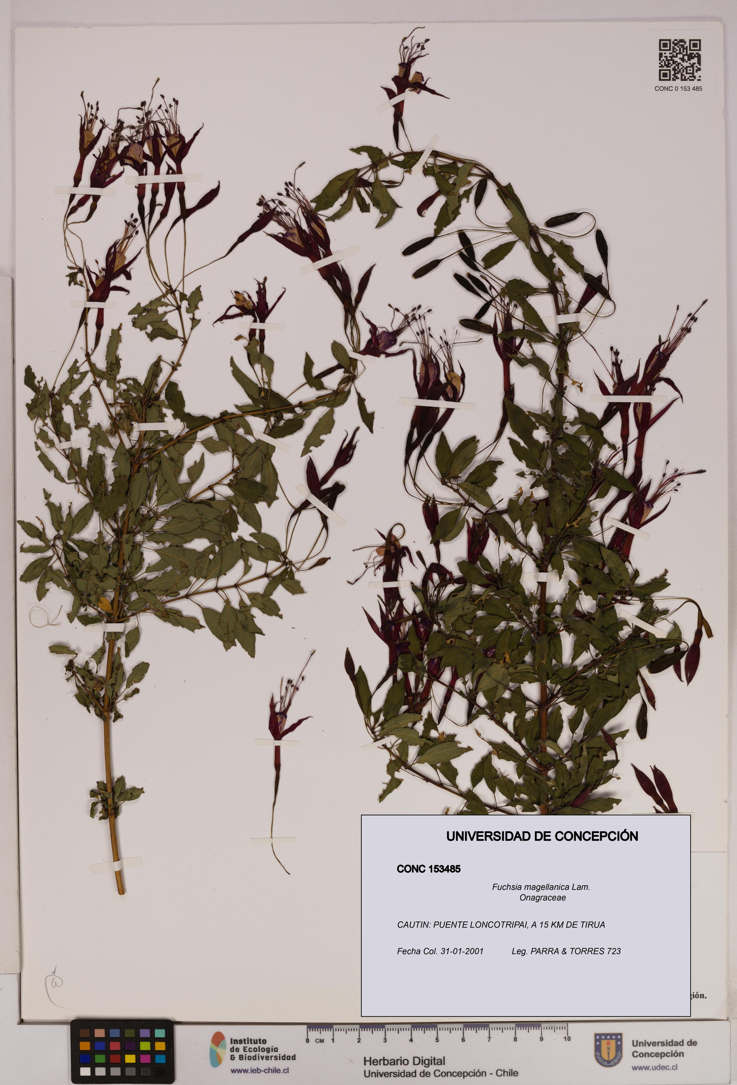 Fuchsia magellanica [Espécimen: UDEC:CONC:0153485]