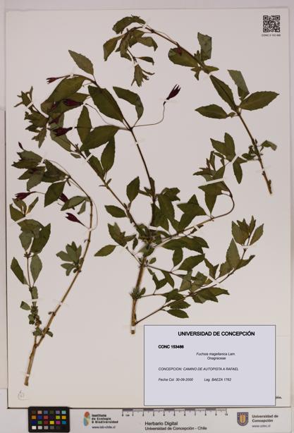 Fuchsia magellanica [Espécimen: UDEC:CONC:0153486]