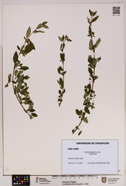 Fuchsia magellanica [Espécimen: UDEC:CONC:0153487]