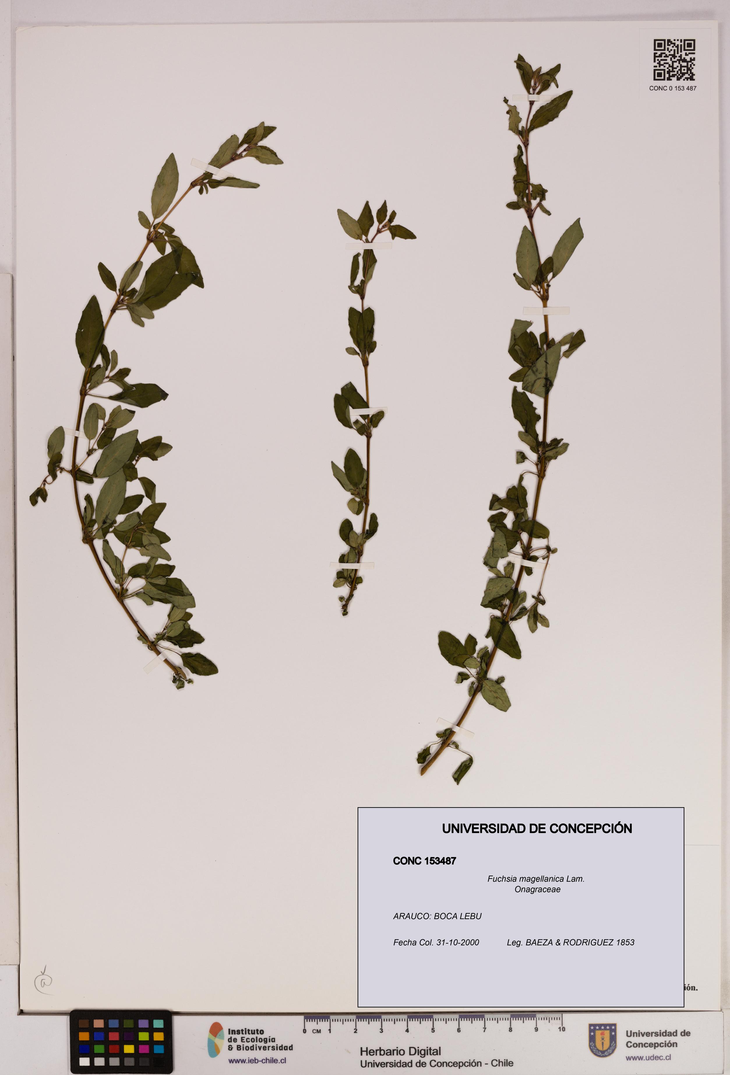 Fuchsia magellanica [Espécimen: UDEC:CONC:0153487]