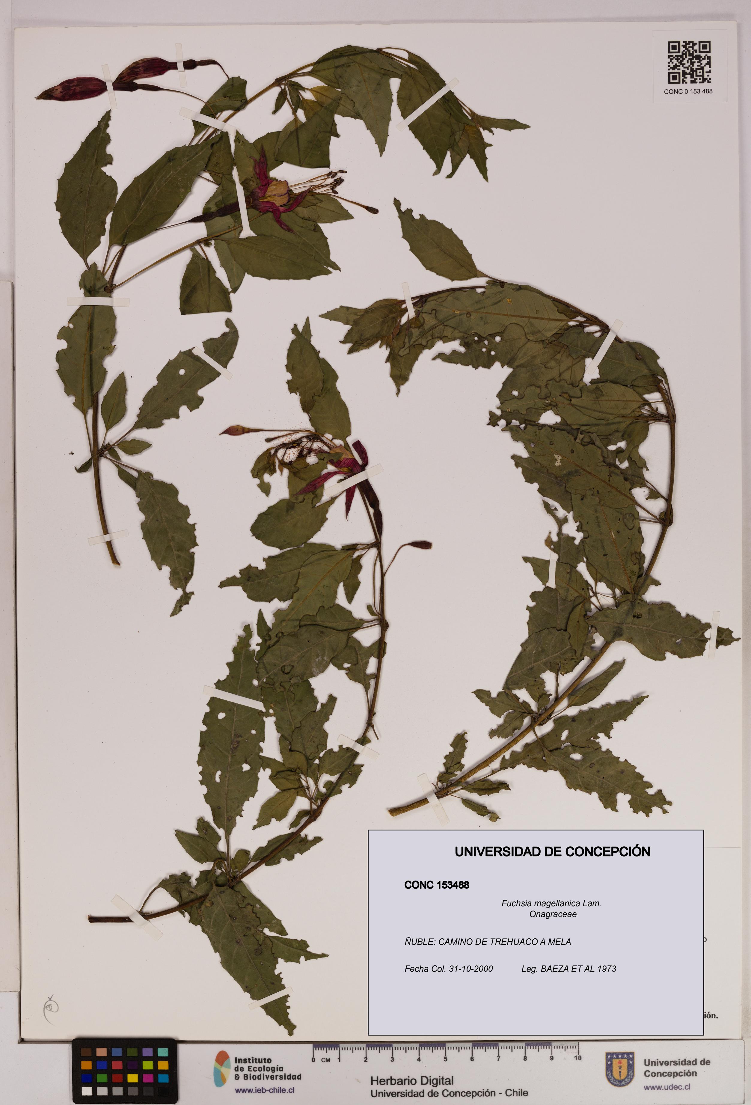 Fuchsia magellanica [Espécimen: UDEC:CONC:0153488]