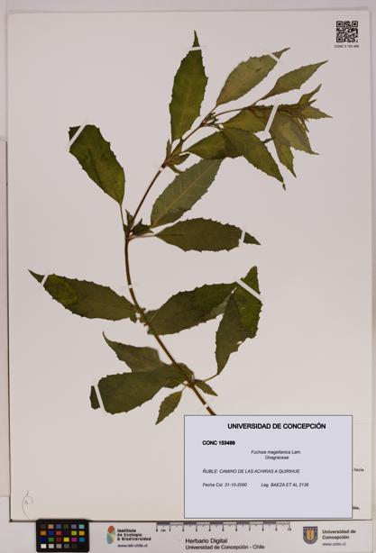 Fuchsia magellanica [Espécimen: UDEC:CONC:0153489]
