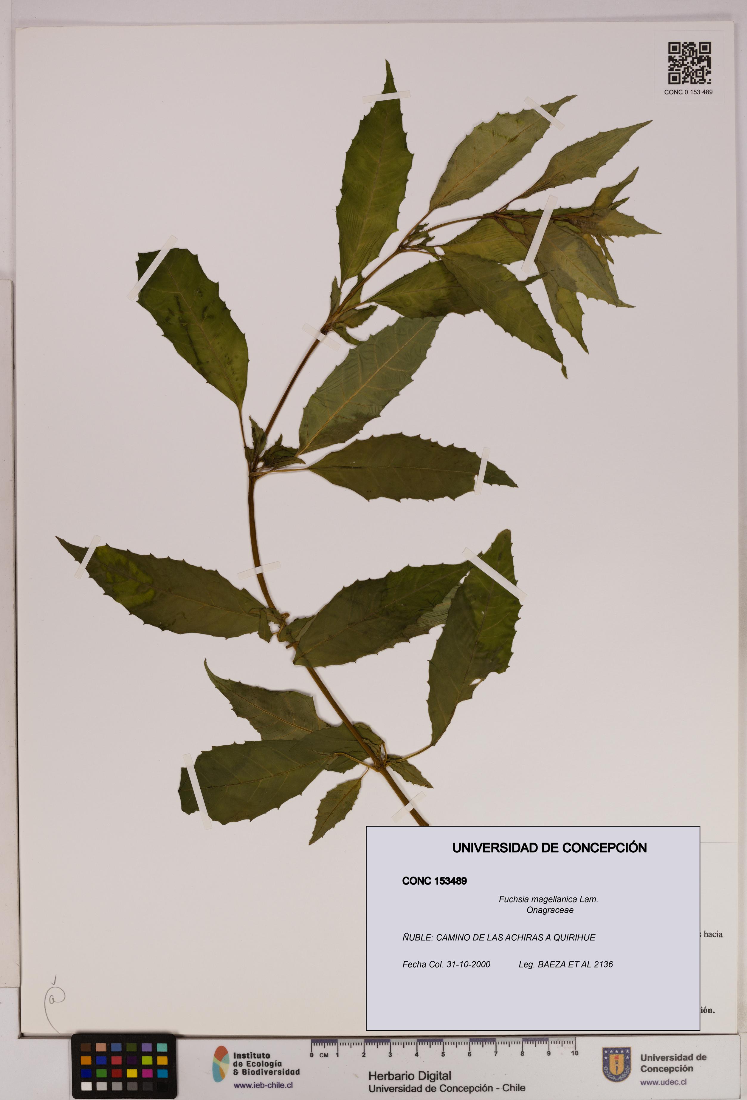 Fuchsia magellanica [Espécimen: UDEC:CONC:0153489]