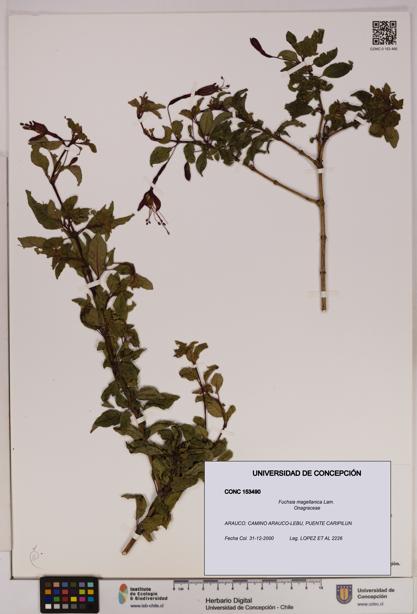 Fuchsia magellanica [Espécimen: UDEC:CONC:0153490]