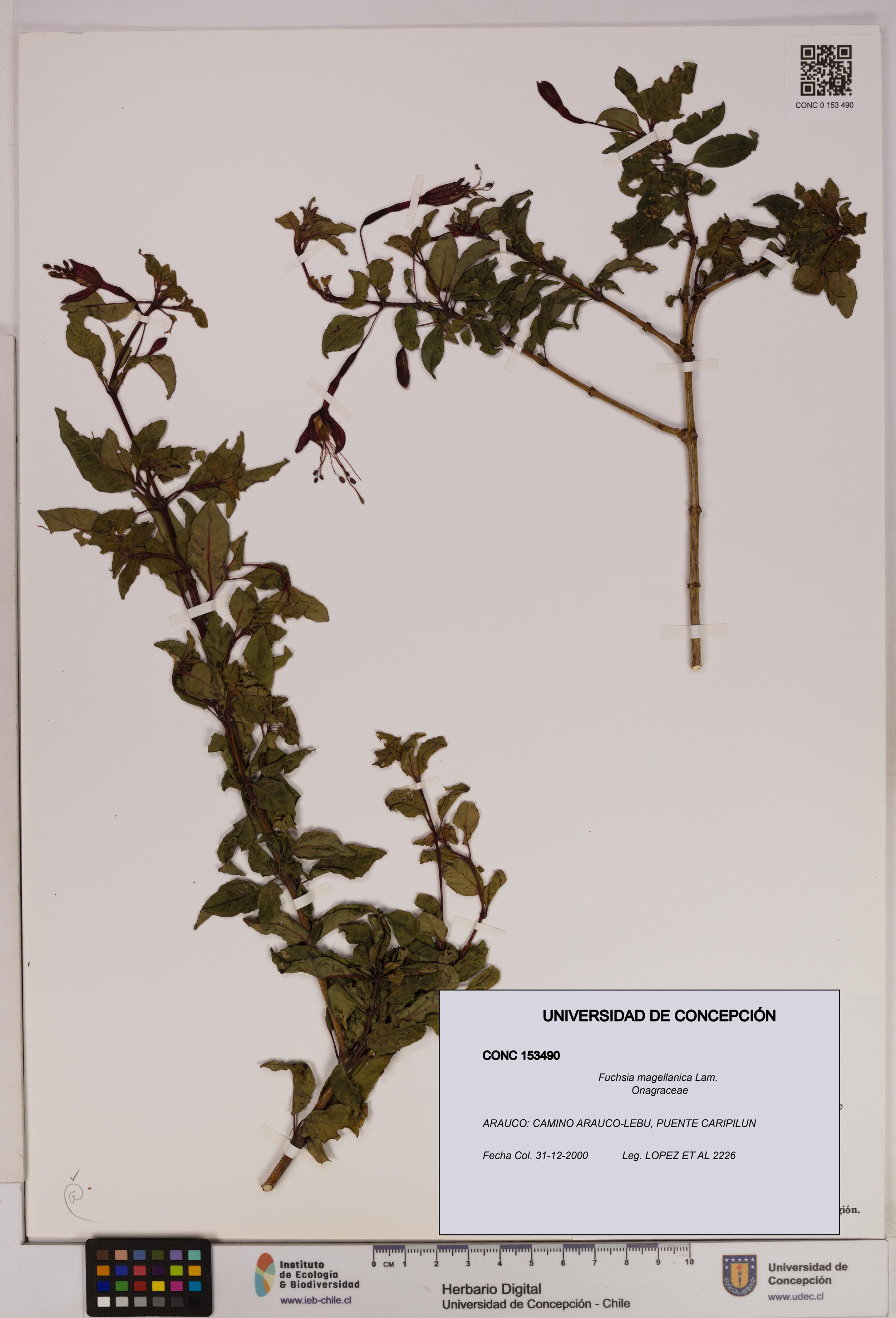 Fuchsia magellanica [Espécimen: UDEC:CONC:0153490]