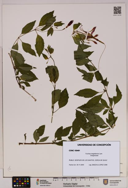 Fuchsia magellanica [Espécimen: UDEC:CONC:0153491]