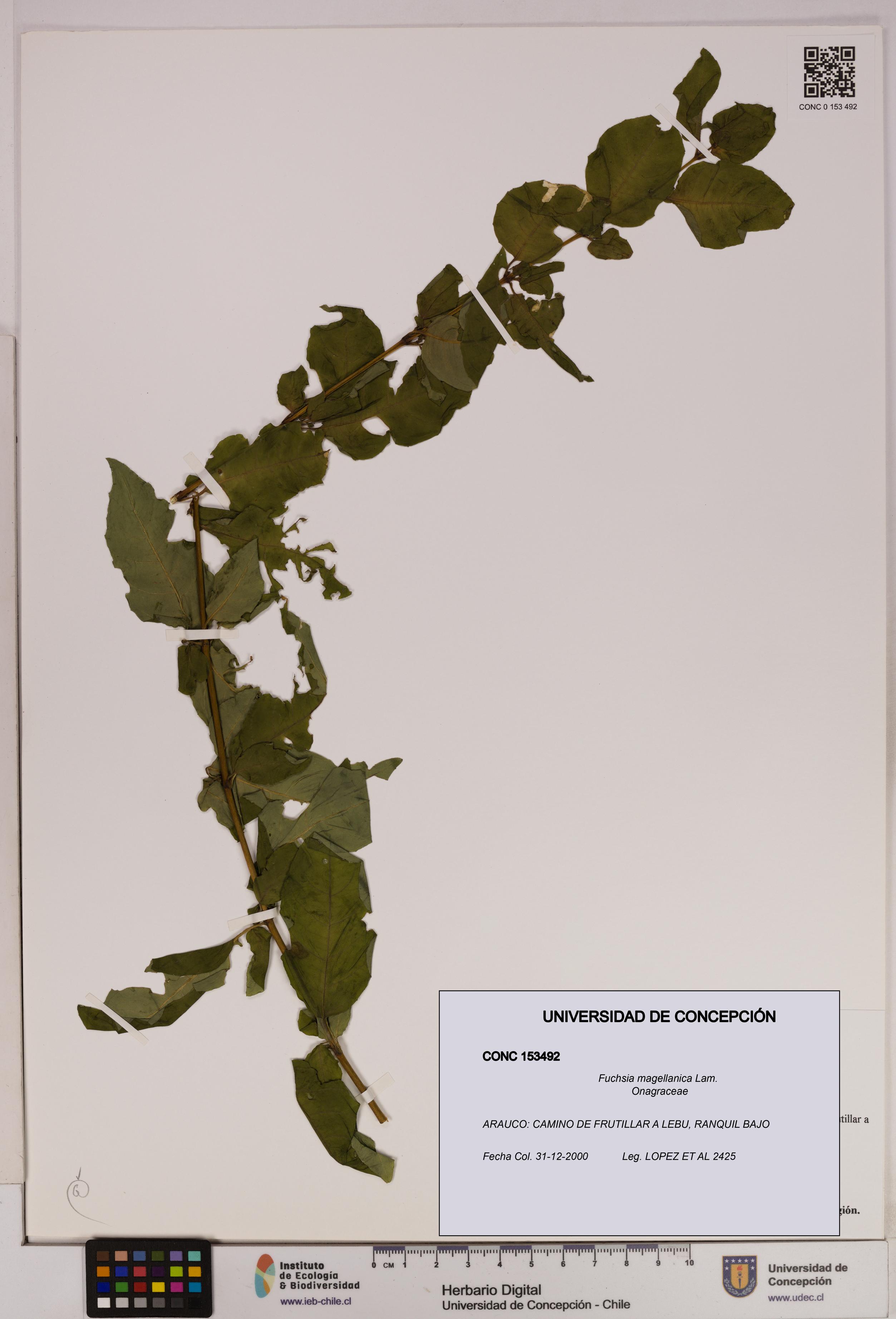 Fuchsia magellanica [Espécimen: UDEC:CONC:0153492]