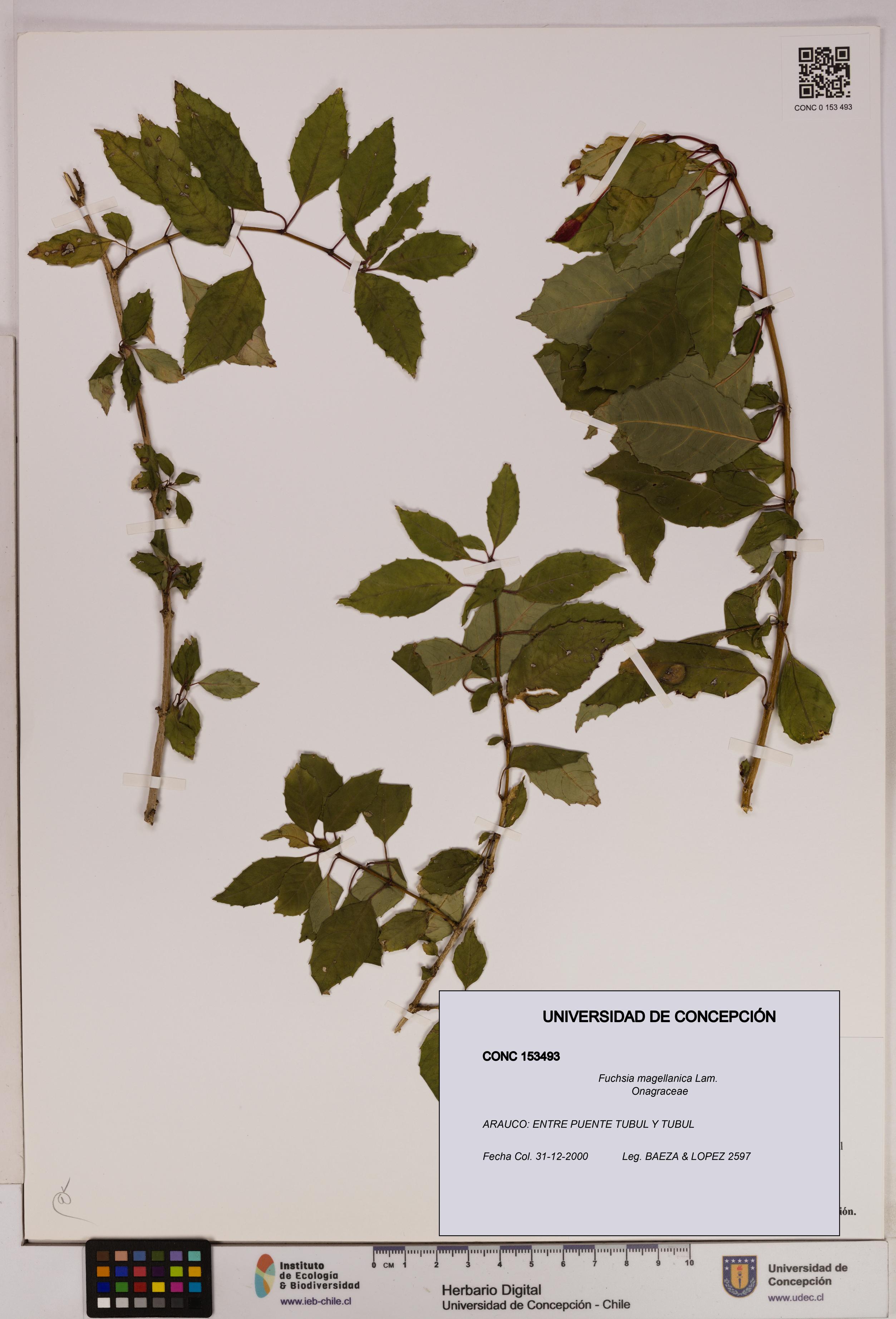 Fuchsia magellanica [Espécimen: UDEC:CONC:0153493]