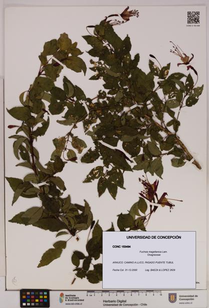 Fuchsia magellanica [Espécimen: UDEC:CONC:0153494]