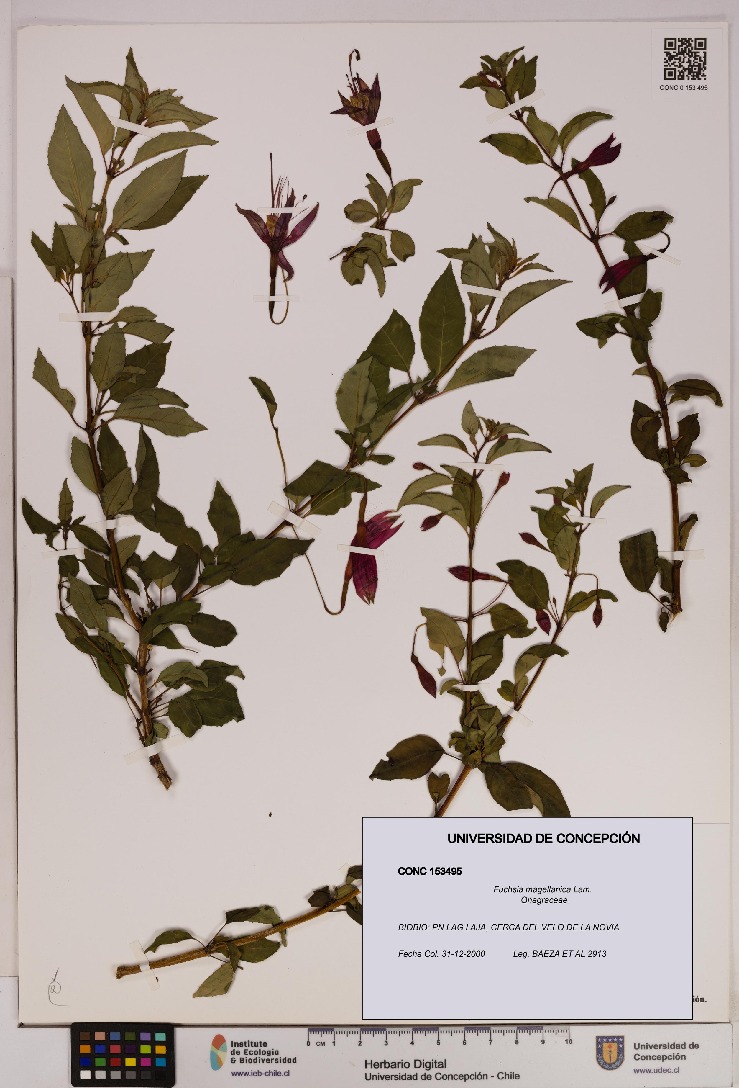 Fuchsia magellanica [Espécimen: UDEC:CONC:0153495]
