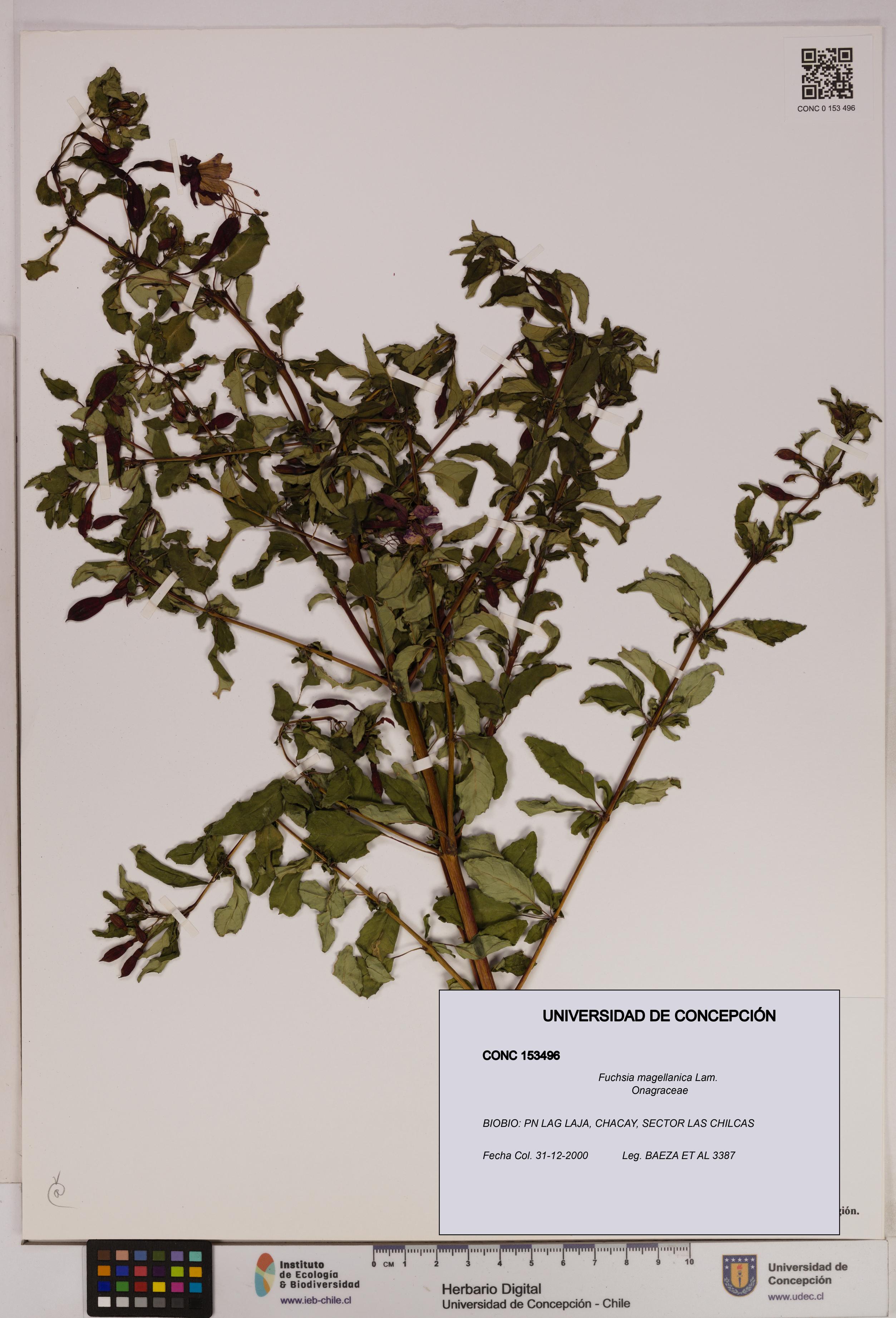 Fuchsia magellanica [Espécimen: UDEC:CONC:0153496]