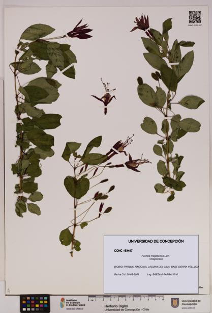 Fuchsia magellanica [Espécimen: UDEC:CONC:0153497]