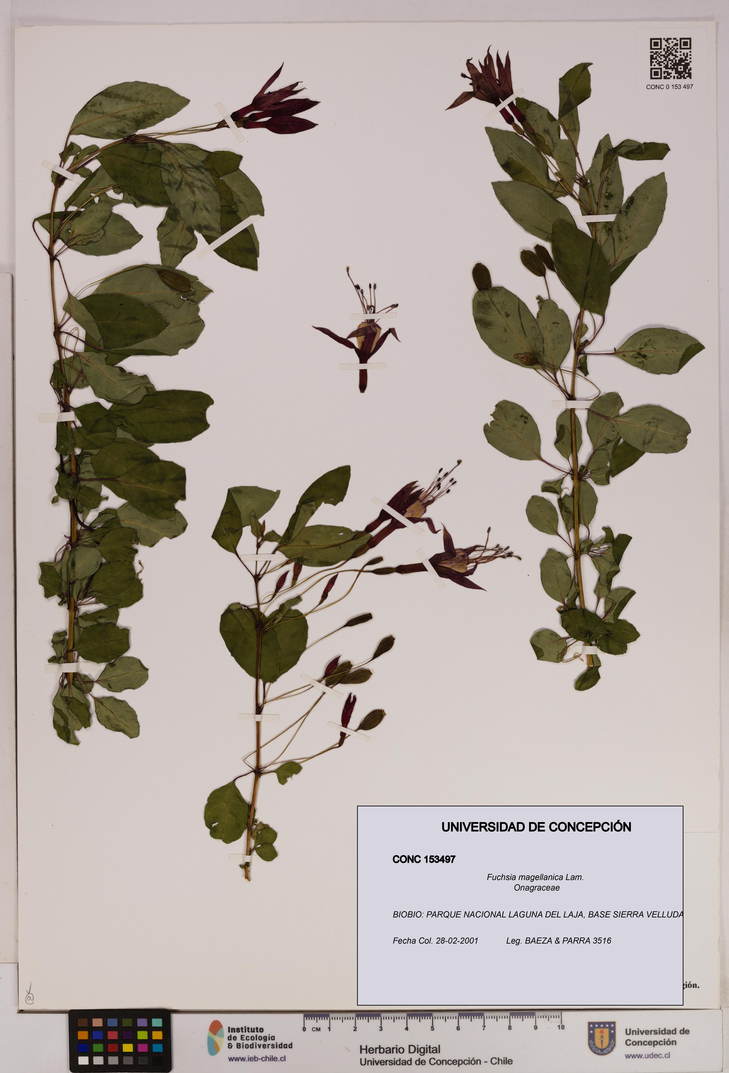 Fuchsia magellanica [Espécimen: UDEC:CONC:0153497]