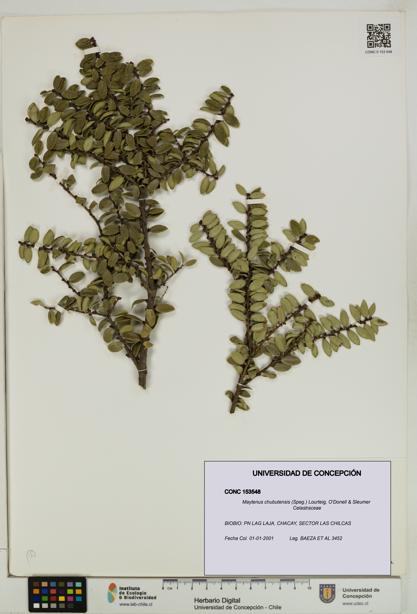 Maytenus chubutensis [Espécimen: UDEC:CONC:0153548]