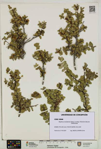Maytenus chubutensis [Espécimen: UDEC:CONC:0153549]