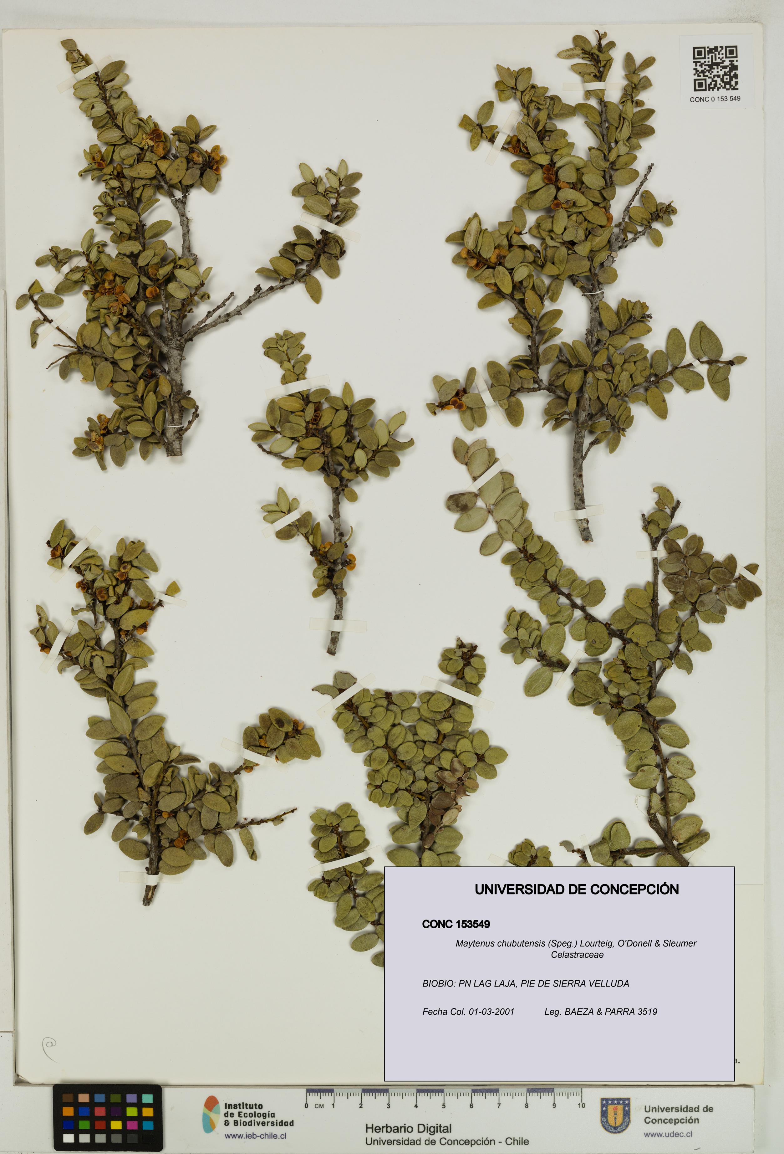 Maytenus chubutensis [Espécimen: UDEC:CONC:0153549]
