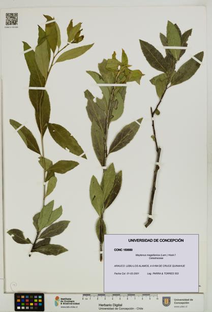 Maytenus magellanica [Espécimen: UDEC:CONC:0153550]