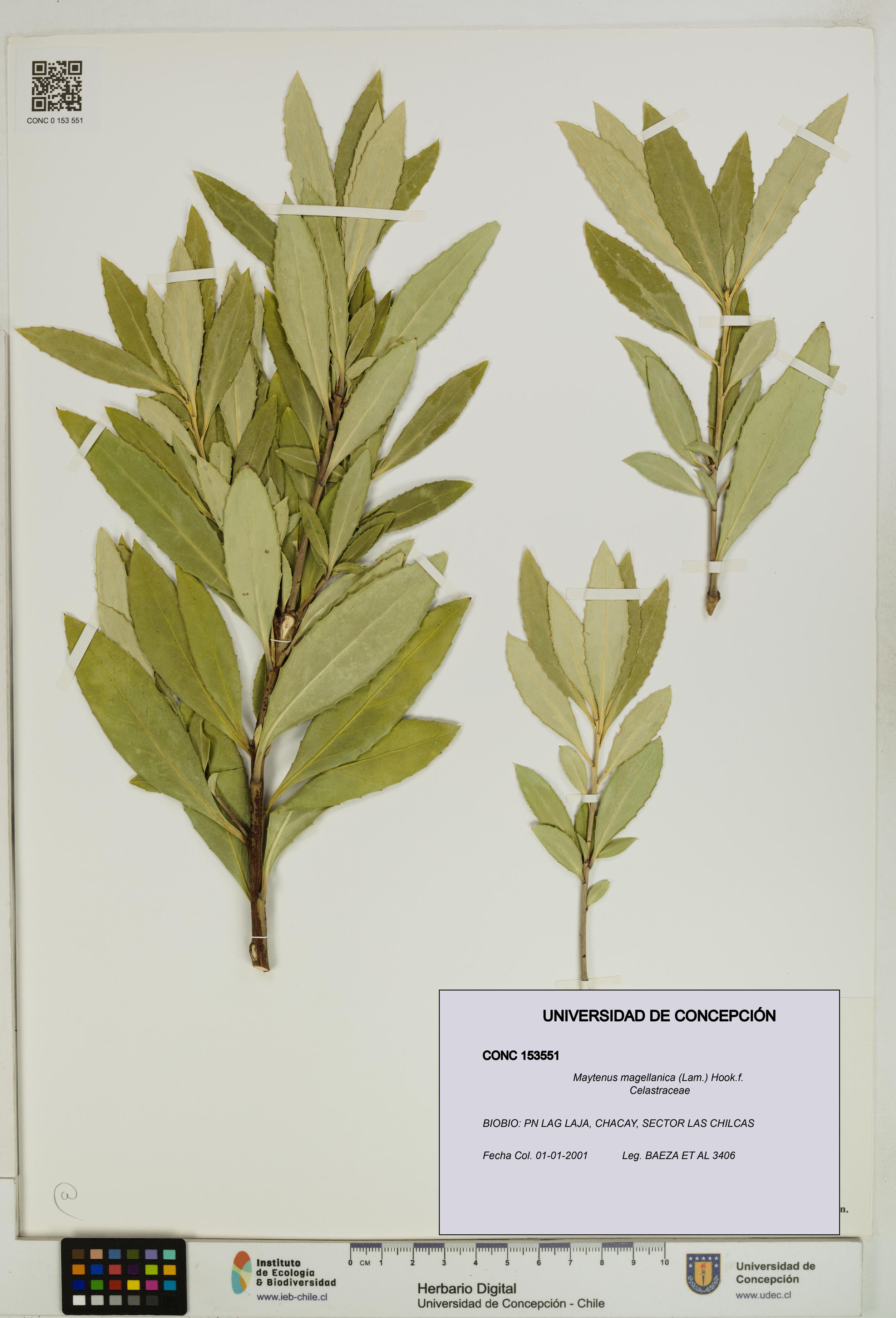 Maytenus magellanica [Espécimen: UDEC:CONC:0153551]