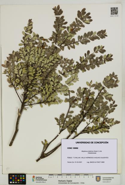 Maytenus disticha [Espécimen: UDEC:CONC:0153552]