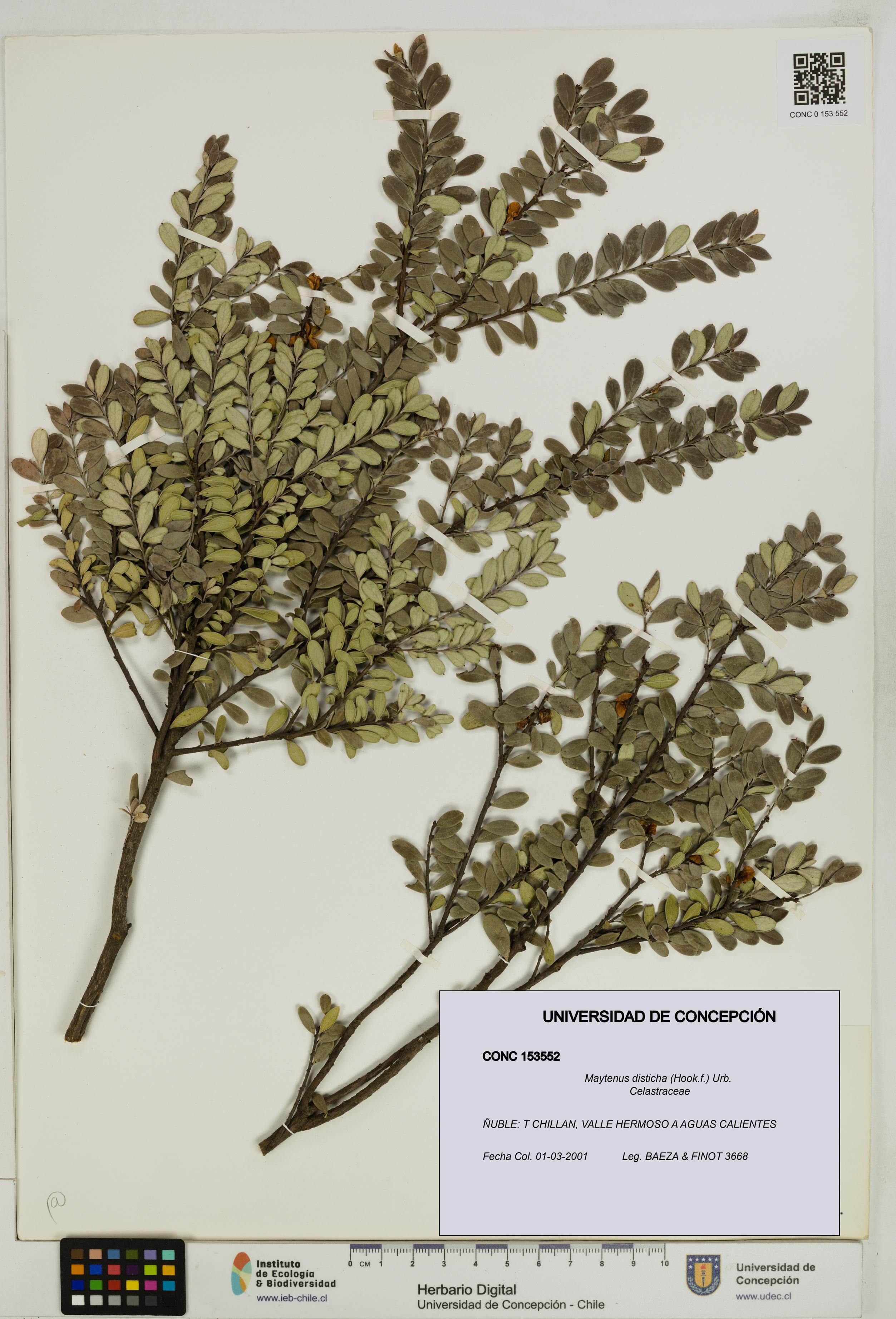 Maytenus disticha [Espécimen: UDEC:CONC:0153552]
