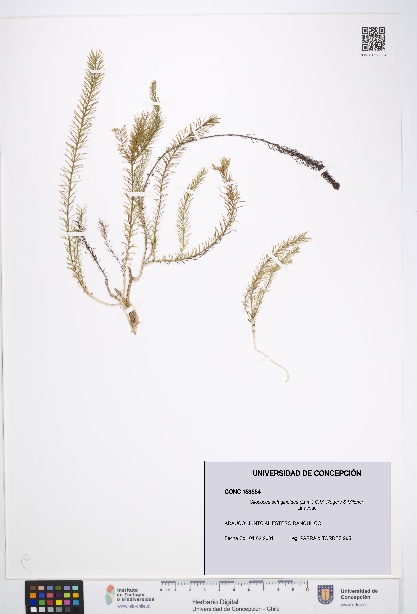 Cliococca selaginoides [Espécimen: UDEC:CONC:0153554]
