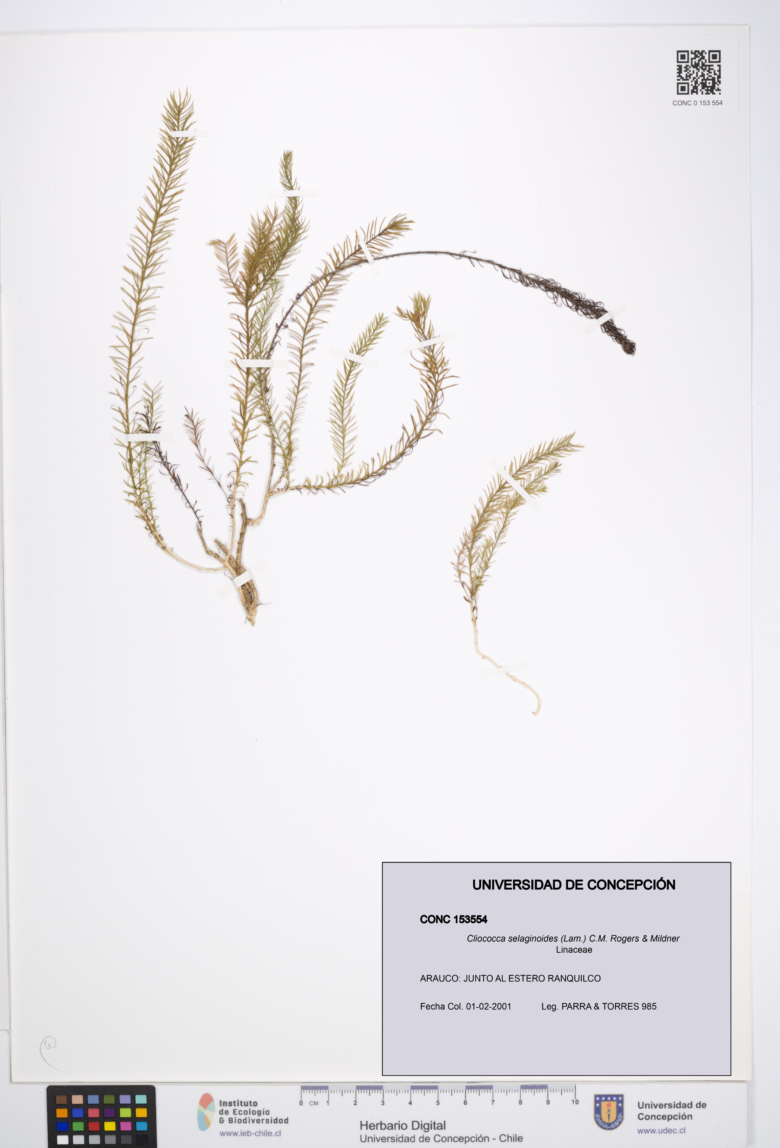 Cliococca selaginoides [Espécimen: UDEC:CONC:0153554]