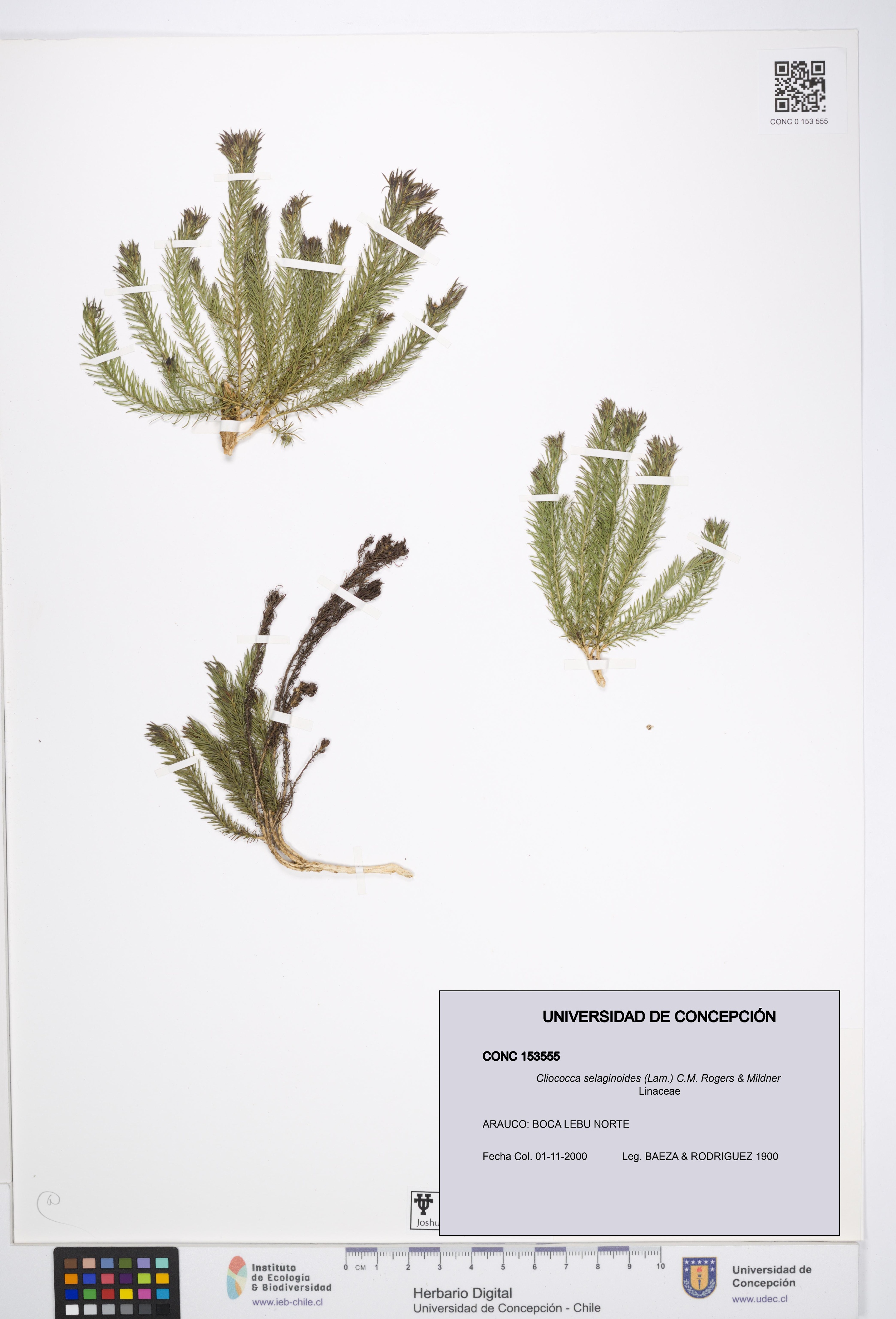 Cliococca selaginoides [Espécimen: UDEC:CONC:0153555]