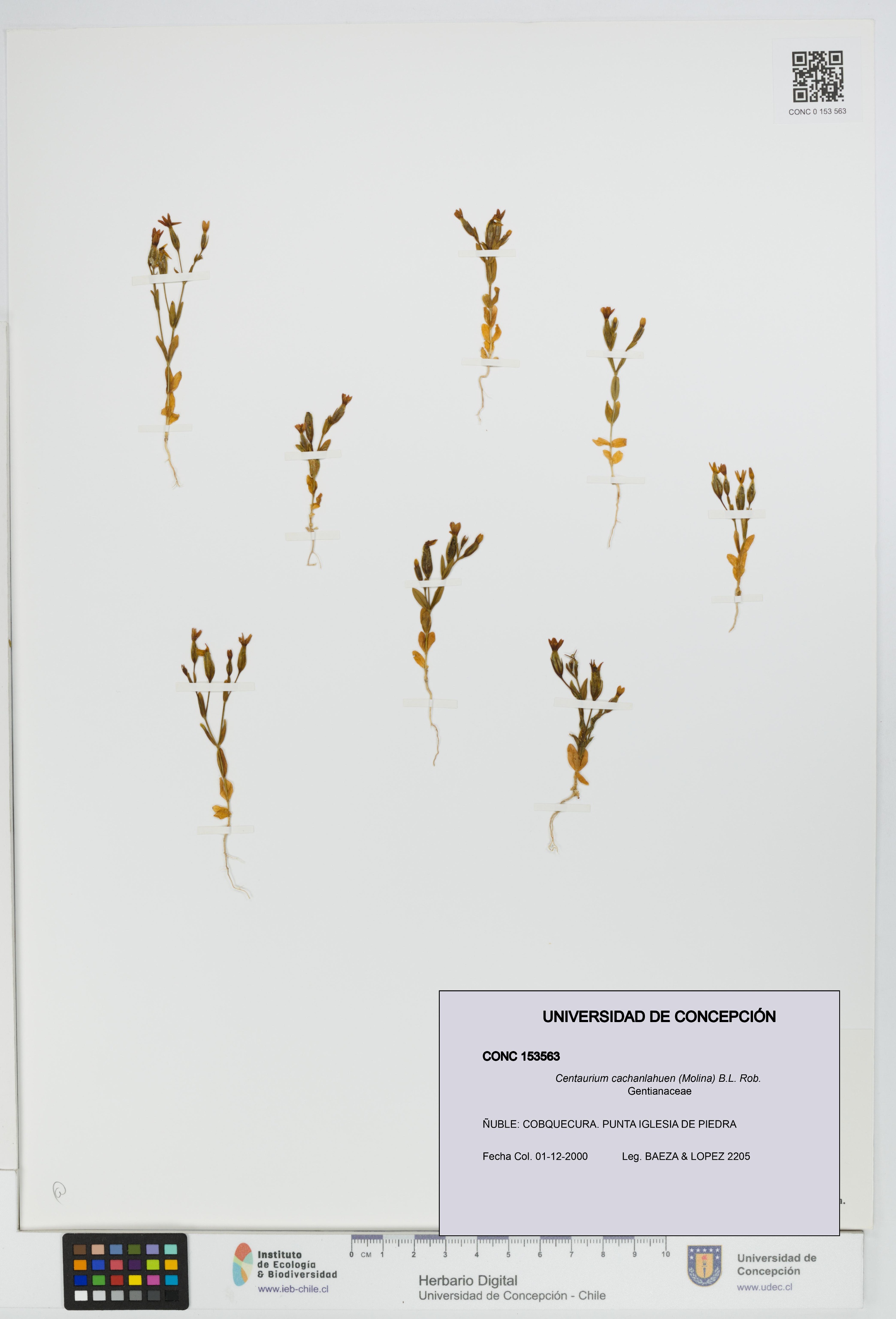 Centaurium cachanlahuen [Espécimen: UDEC:CONC:0153563]