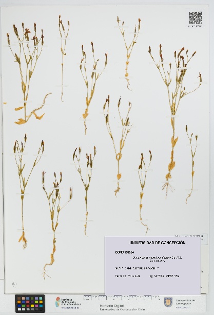 Centaurium cachanlahuen [Espécimen: UDEC:CONC:0153564]