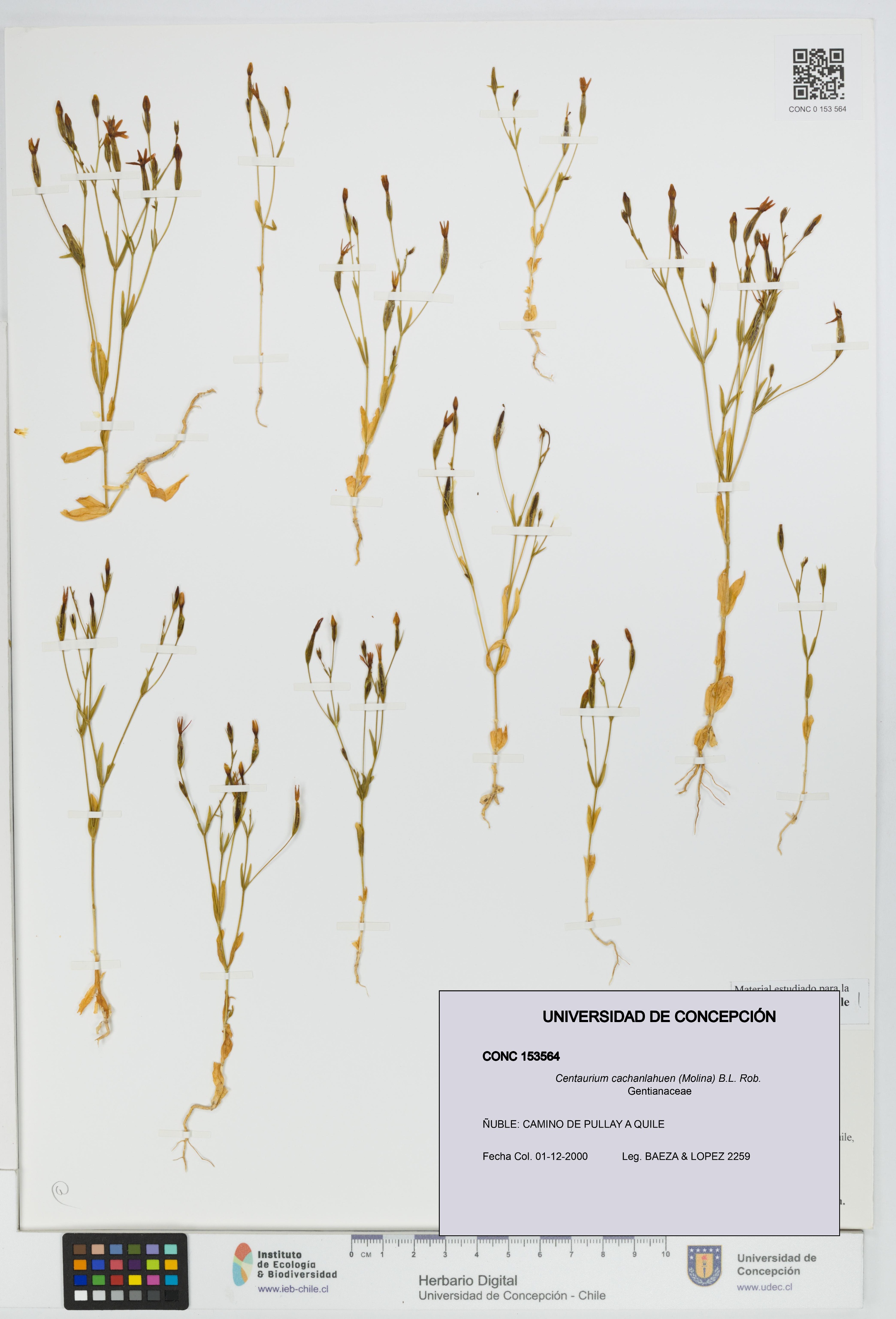 Centaurium cachanlahuen [Espécimen: UDEC:CONC:0153564]