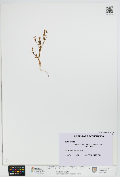 Centaurium cachanlahuen [Espécimen: UDEC:CONC:0153565]