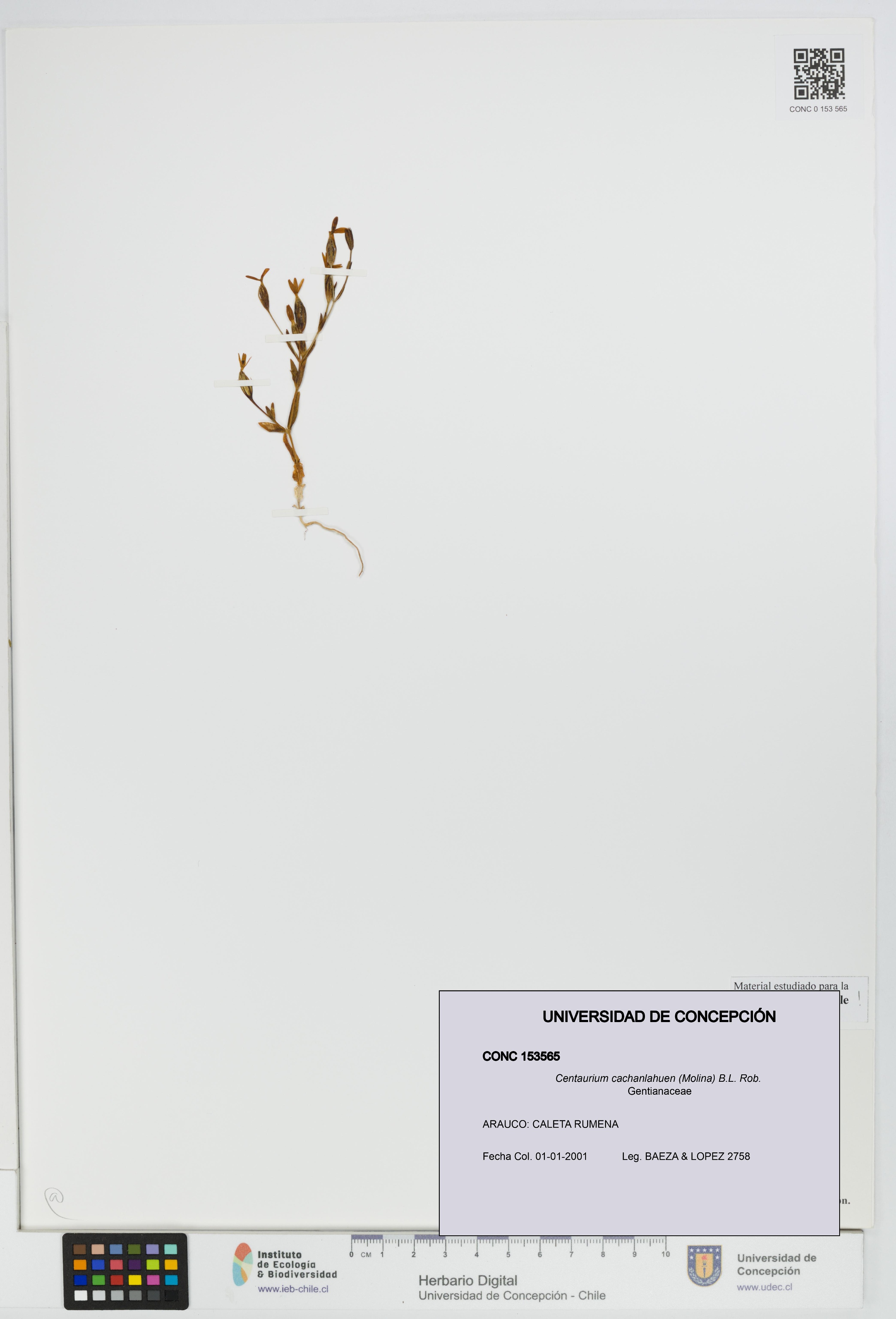 Centaurium cachanlahuen [Espécimen: UDEC:CONC:0153565]