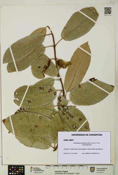 Hydrangea serratifolia [Espécimen: UDEC:CONC:0153577]