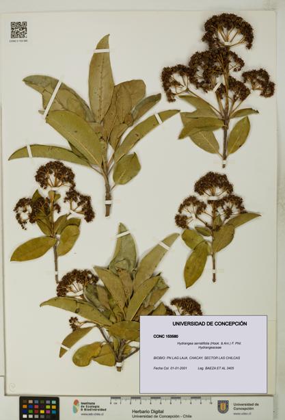 Hydrangea serratifolia [Espécimen: UDEC:CONC:0153580]