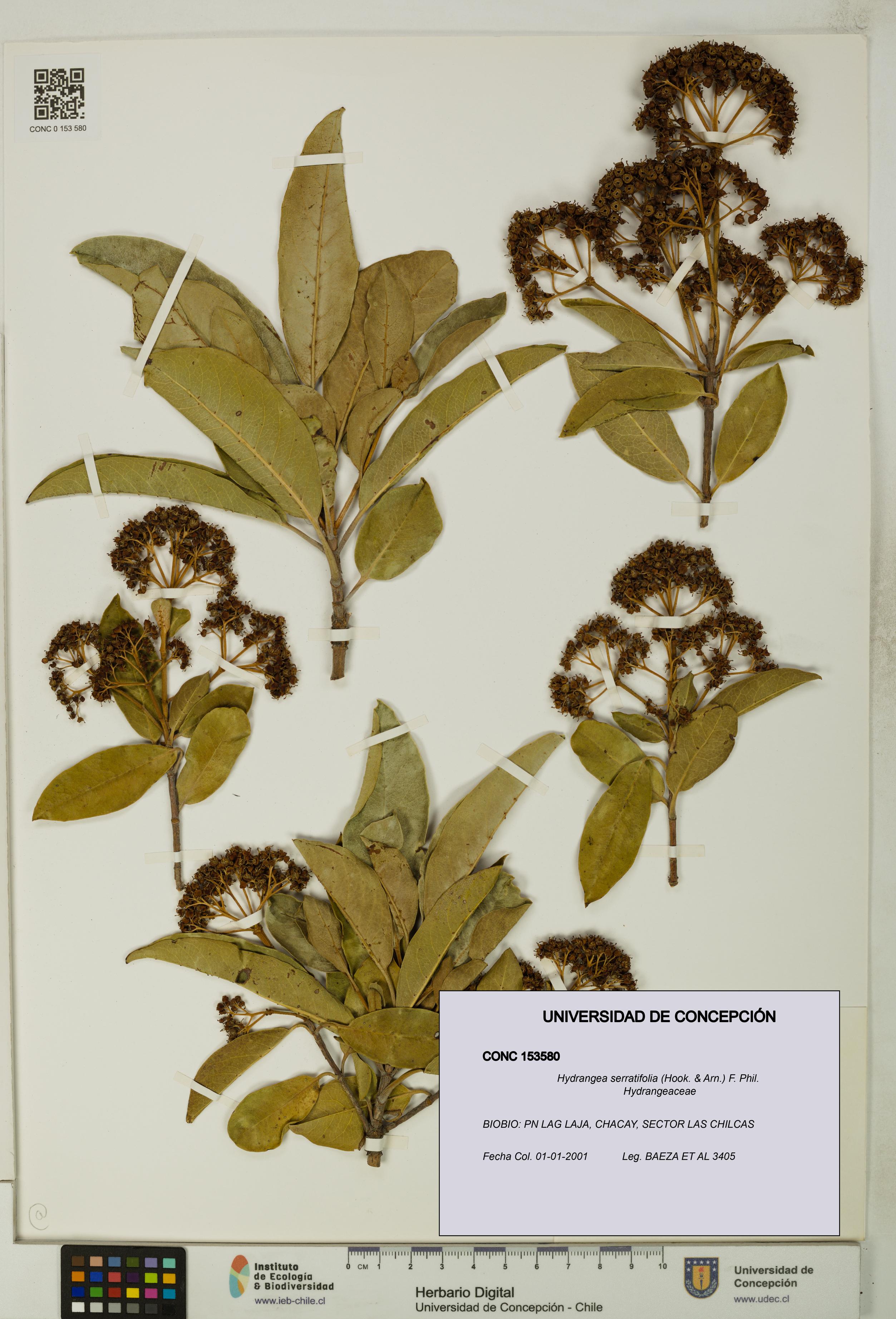 Hydrangea serratifolia [Espécimen: UDEC:CONC:0153580]