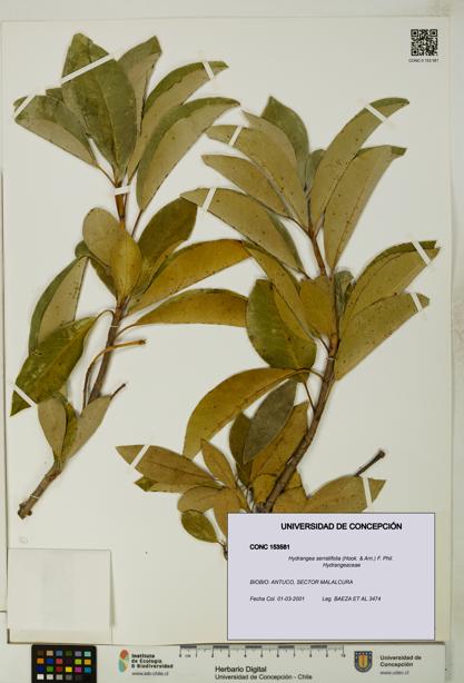 Hydrangea serratifolia [Espécimen: UDEC:CONC:0153581]