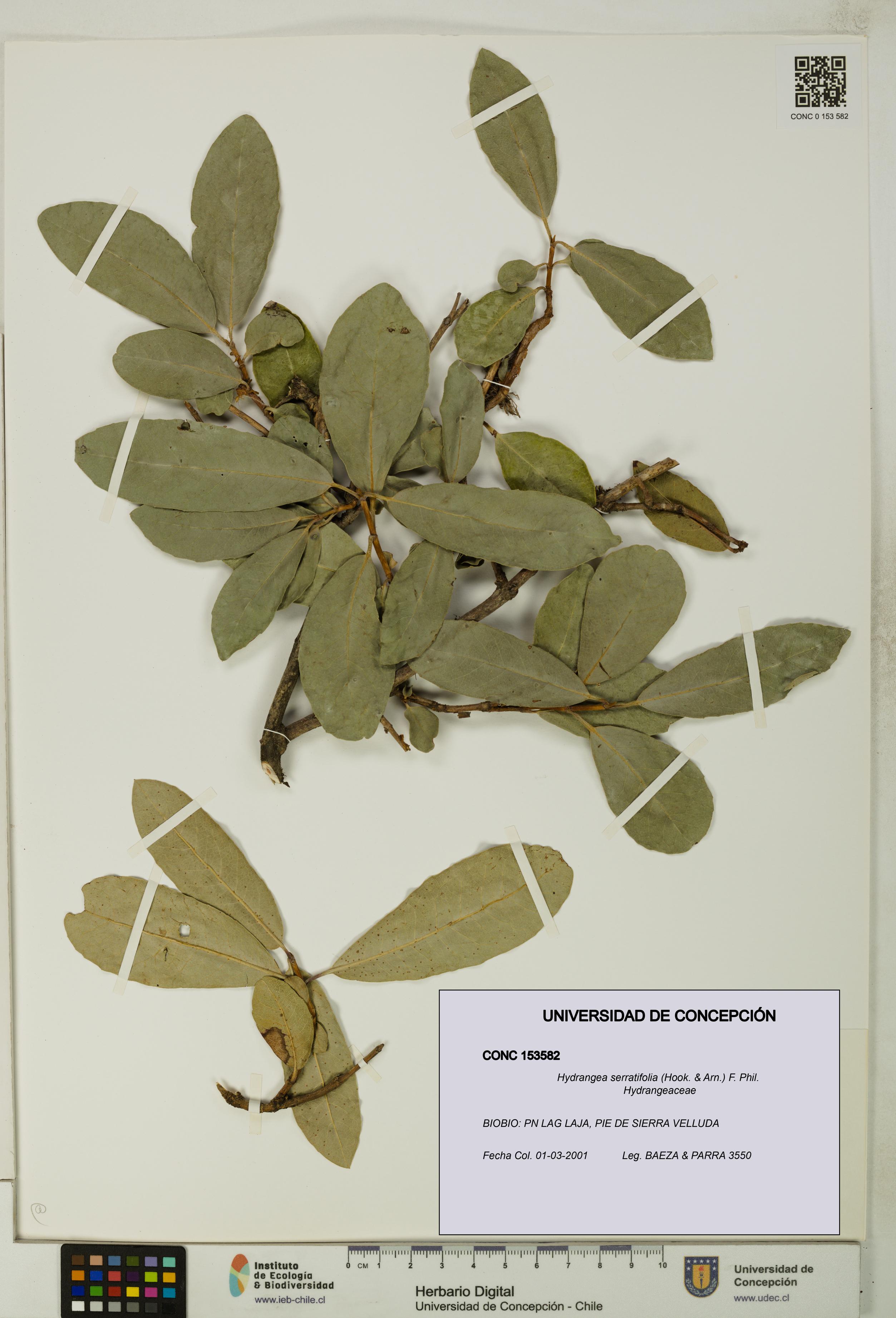 Hydrangea serratifolia [Espécimen: UDEC:CONC:0153582]