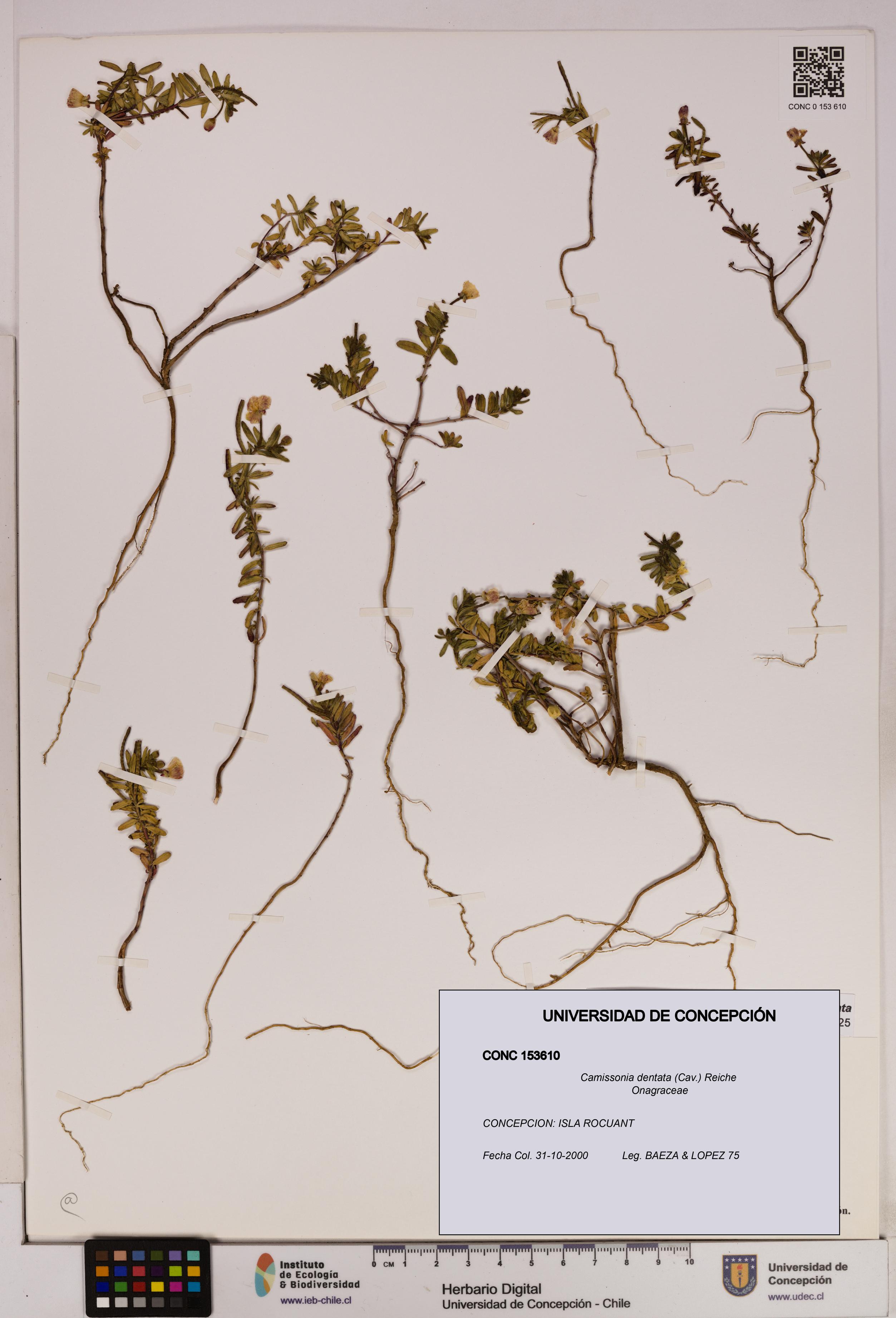 Camissonia dentata [Espécimen: UDEC:CONC:0153610]
