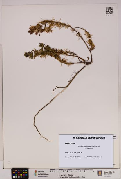 Camissonia dentata [Espécimen: UDEC:CONC:0153611]