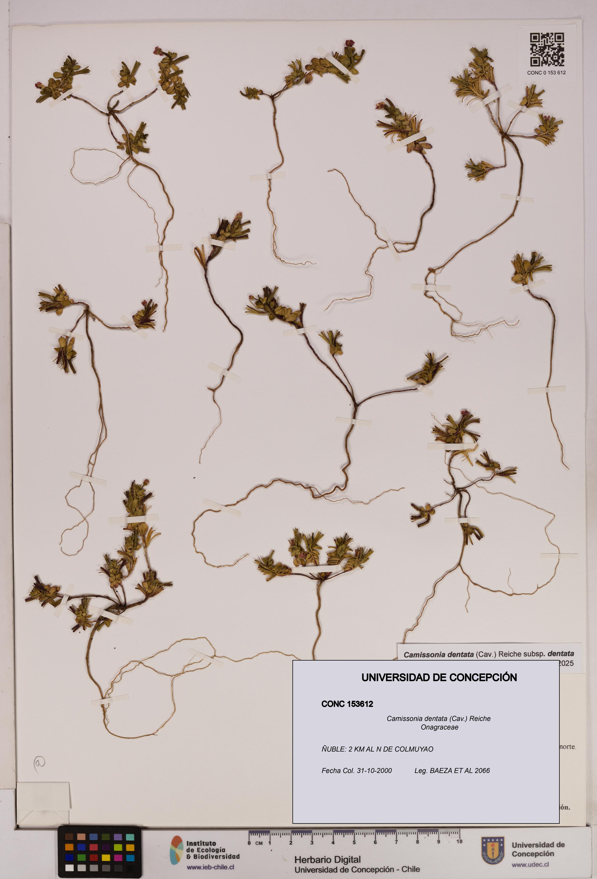 Camissonia dentata [Espécimen: UDEC:CONC:0153612]