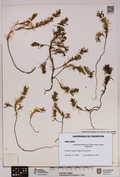Camissonia dentata [Espécimen: UDEC:CONC:0153613]