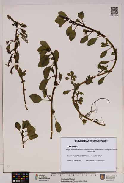 Ludwigia peploides [Espécimen: UDEC:CONC:0153614]