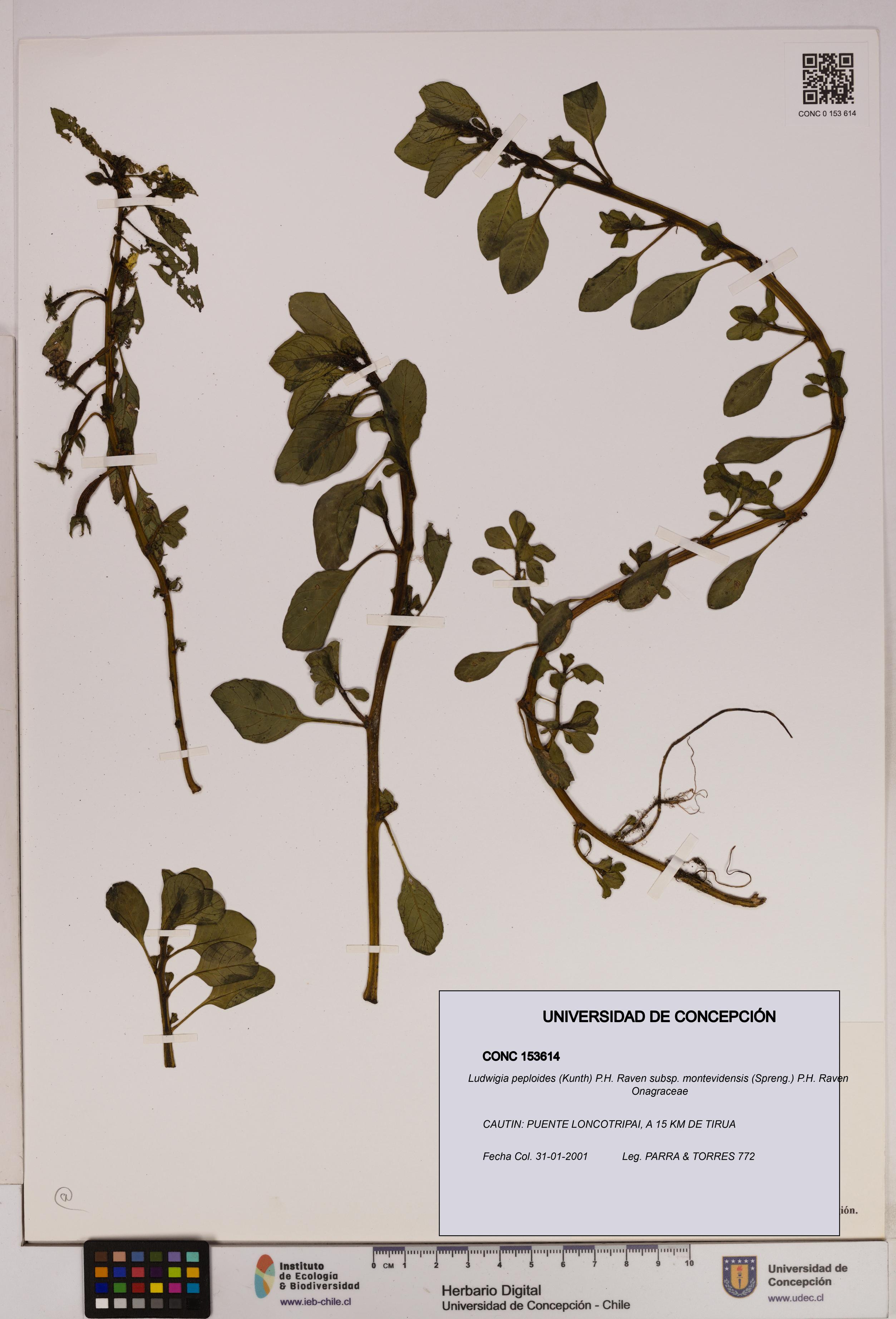 Ludwigia peploides [Espécimen: UDEC:CONC:0153614]