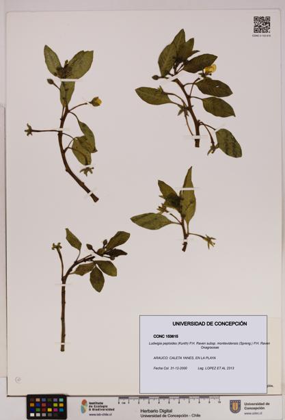 Ludwigia peploides [Espécimen: UDEC:CONC:0153615]