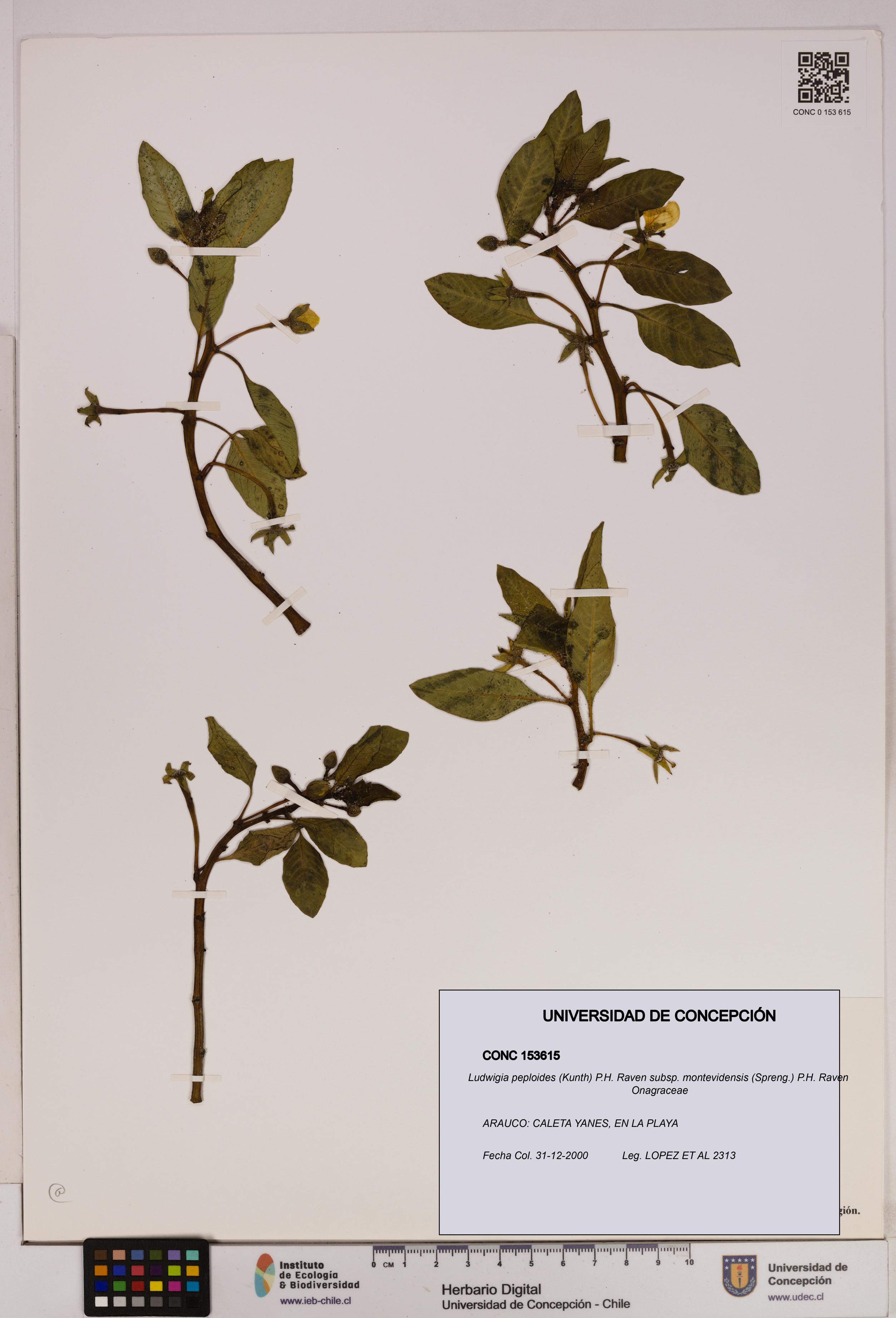 Ludwigia peploides [Espécimen: UDEC:CONC:0153615]