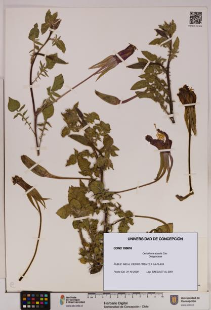 Oenothera acaulis [Espécimen: UDEC:CONC:0153616]