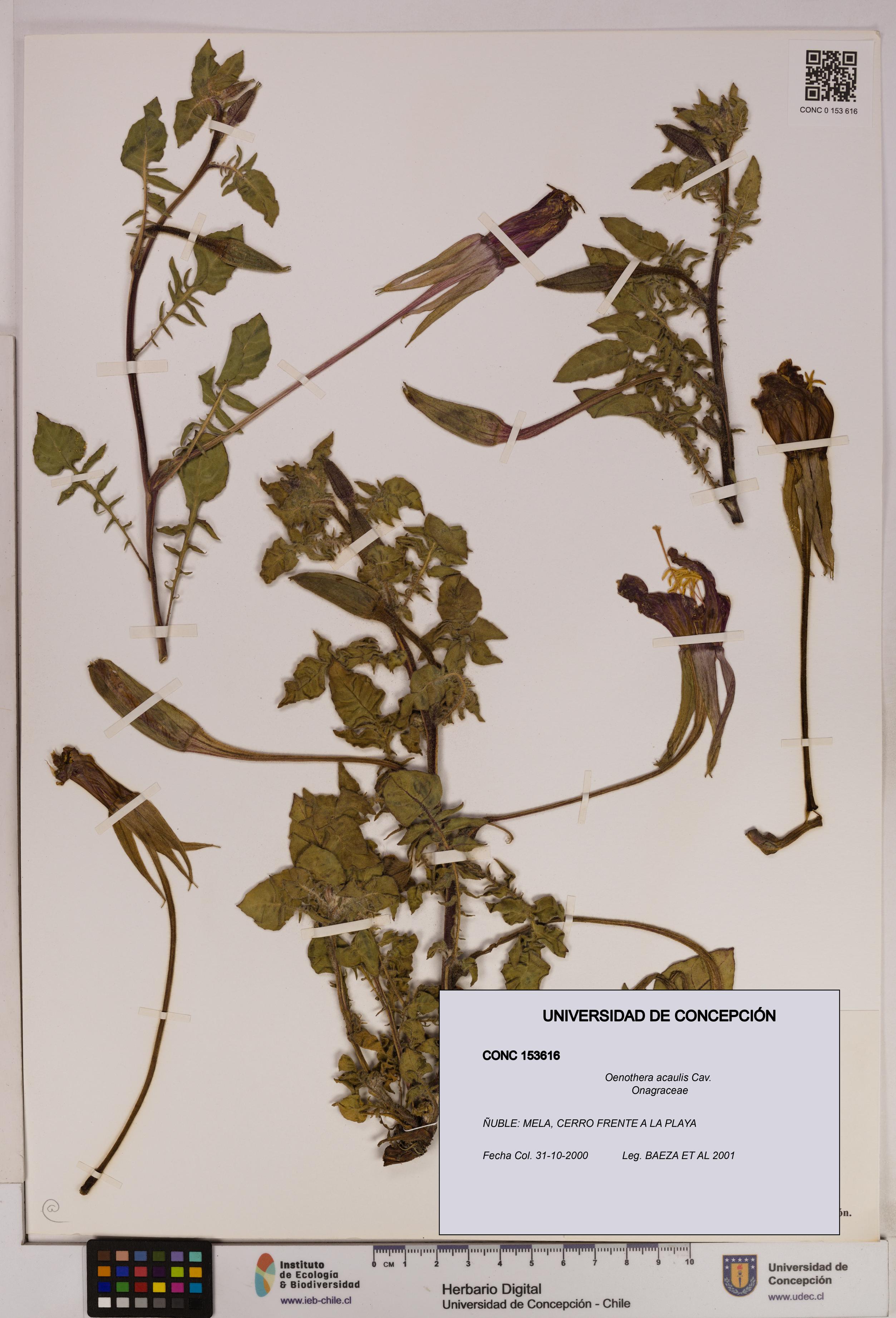 Oenothera acaulis [Espécimen: UDEC:CONC:0153616]