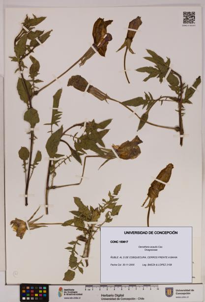 Oenothera acaulis [Espécimen: UDEC:CONC:0153617]
