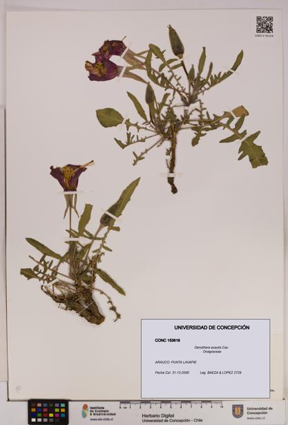 Oenothera acaulis [Espécimen: UDEC:CONC:0153618]