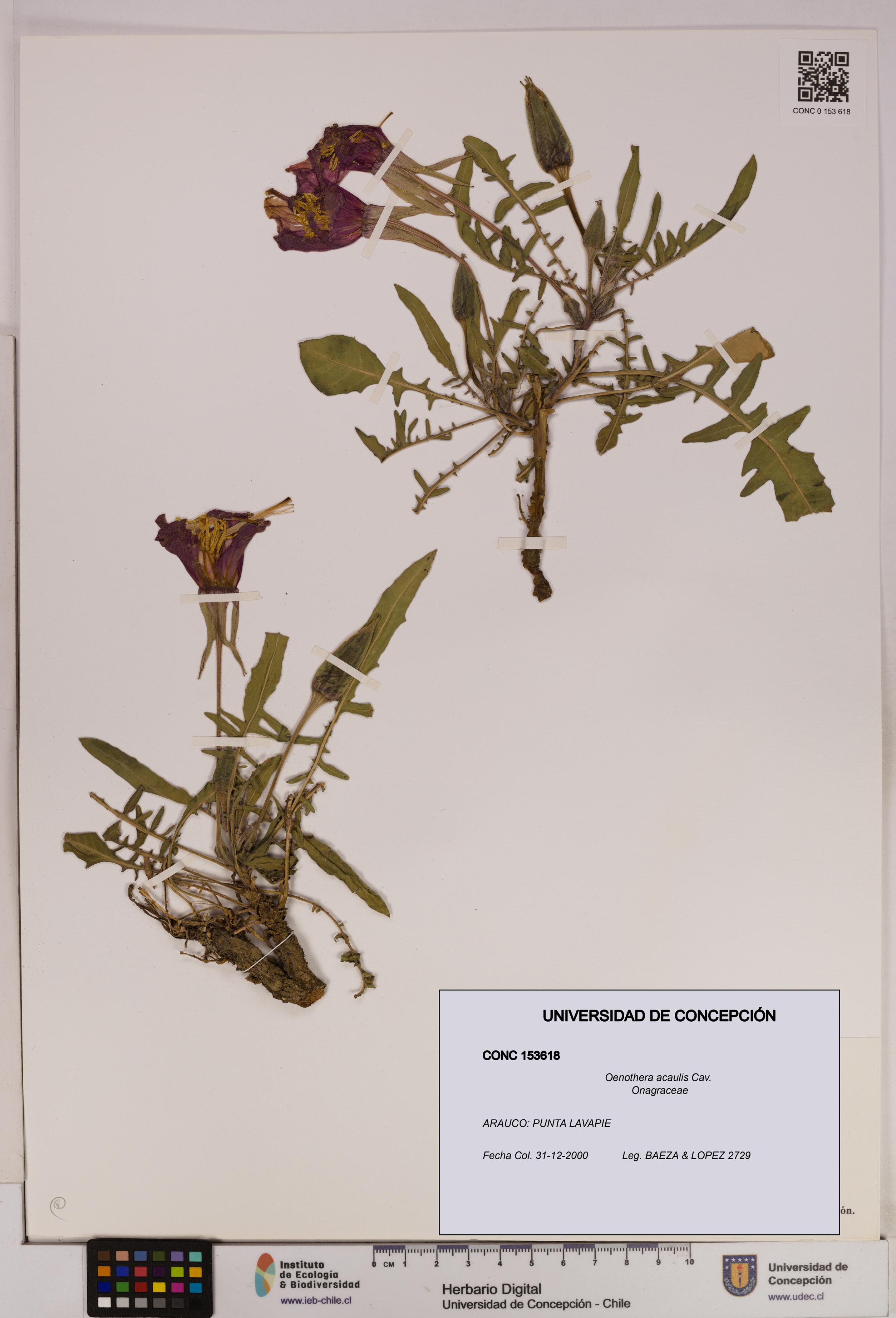 Oenothera acaulis [Espécimen: UDEC:CONC:0153618]